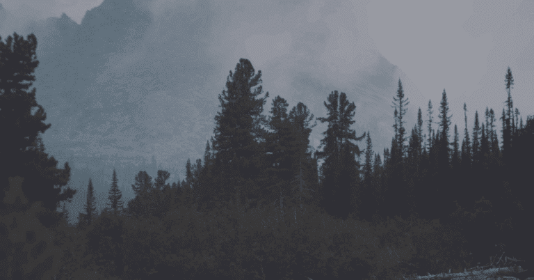 Paid vs Organic Social Media